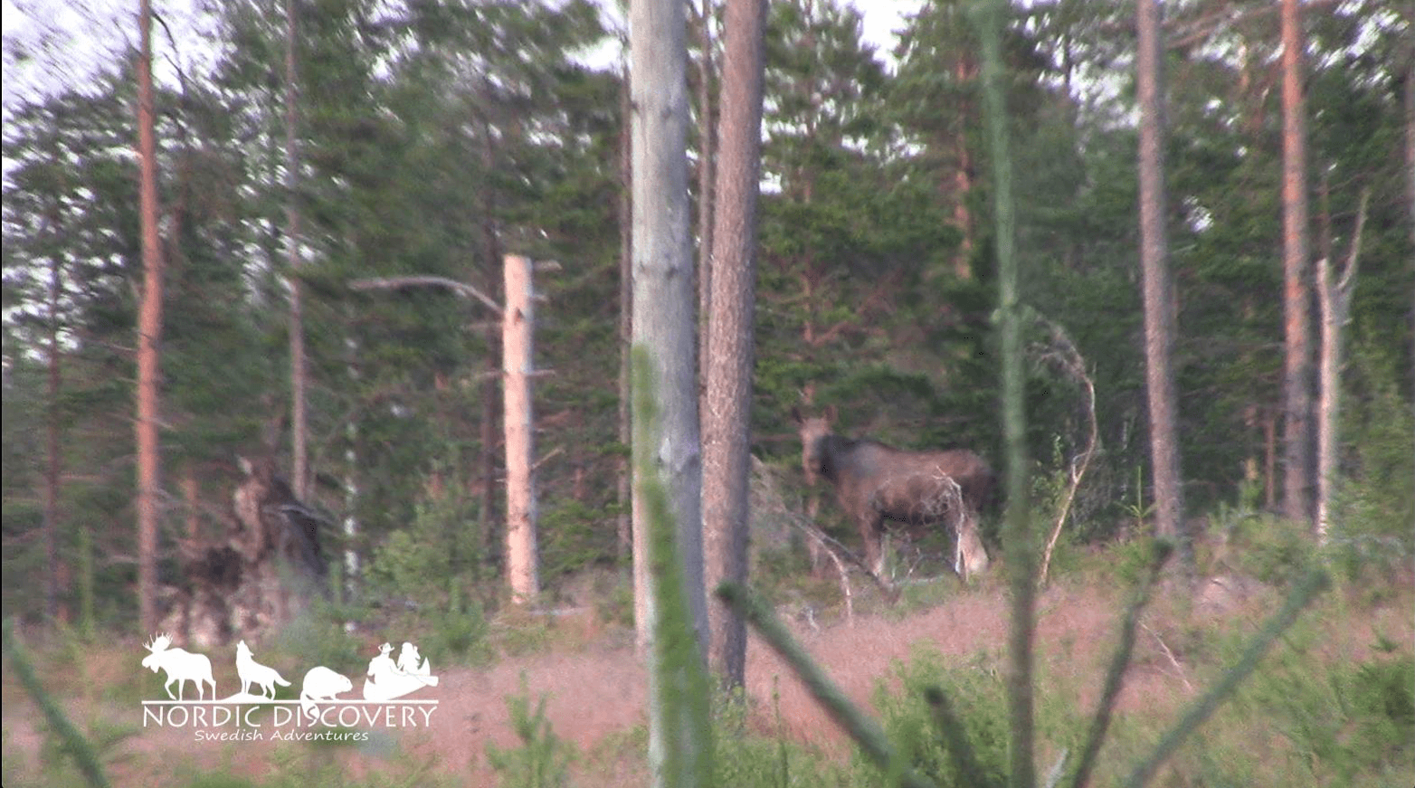 Moose Safari