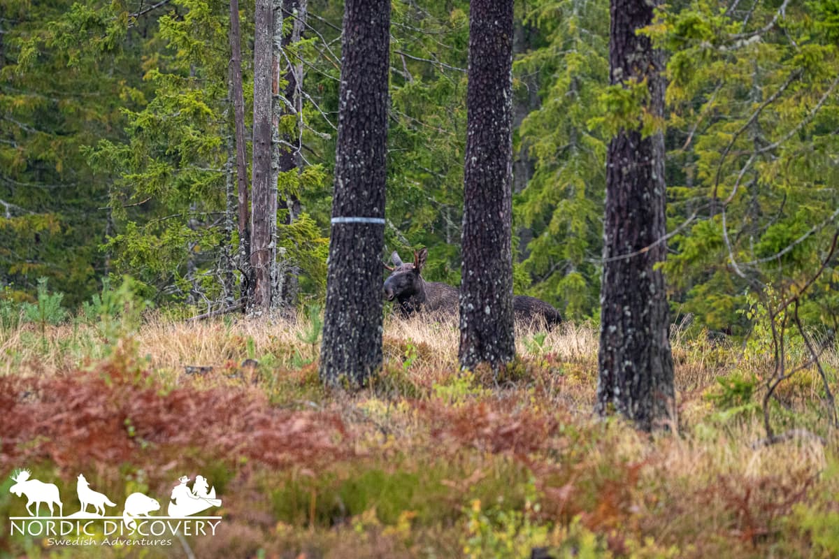 Moose Safari