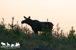 mooseSafari Thursday, 12 June 2025