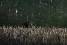 mooseSafari Tuesday, 26 August 2025