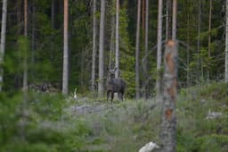 mooseSafari Thursday, 11 June 2026