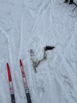 skiTour Sunday, 15 February 2026