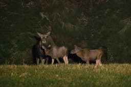 mooseSafari Saturday, 11 October 2025