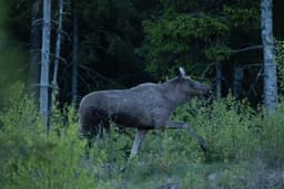 mooseSafari Tuesday, 19 May 2026