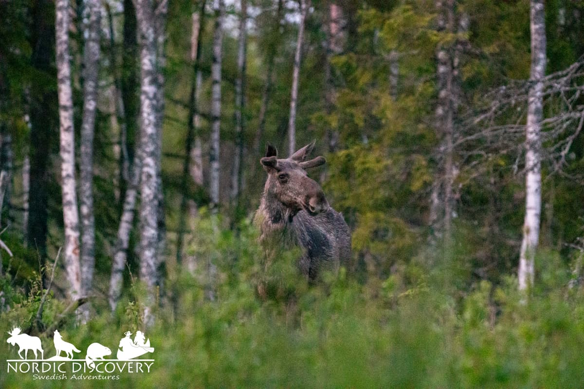 Moose Safari