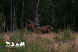 mooseSafari Thursday, 06 August 2026