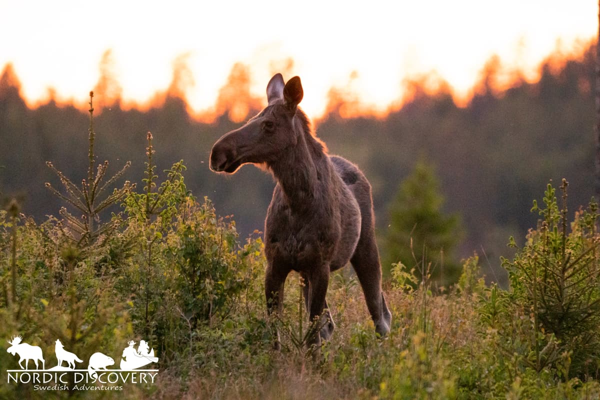Very successful moose safari with 4 moose seen in good daylight, offering good photo opportunities.