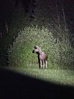mooseSafari Thursday, 30 July 2026