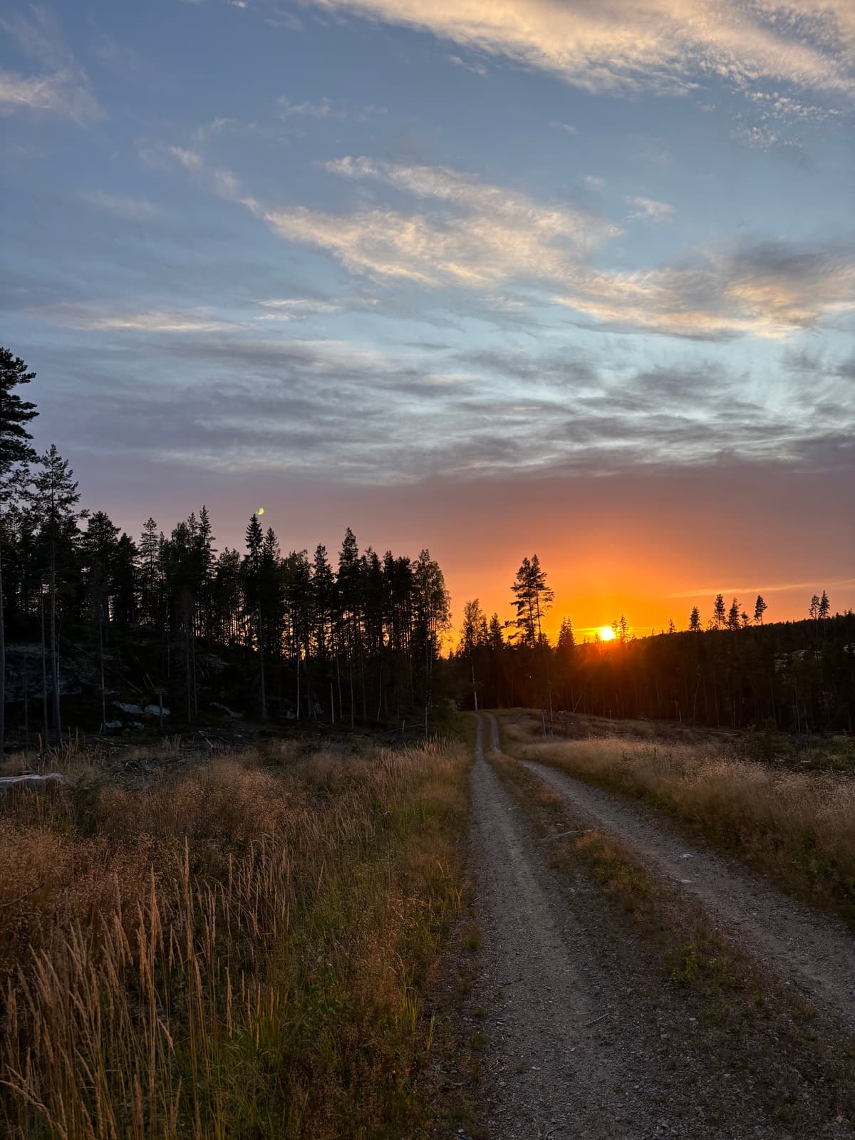 Moose Safari