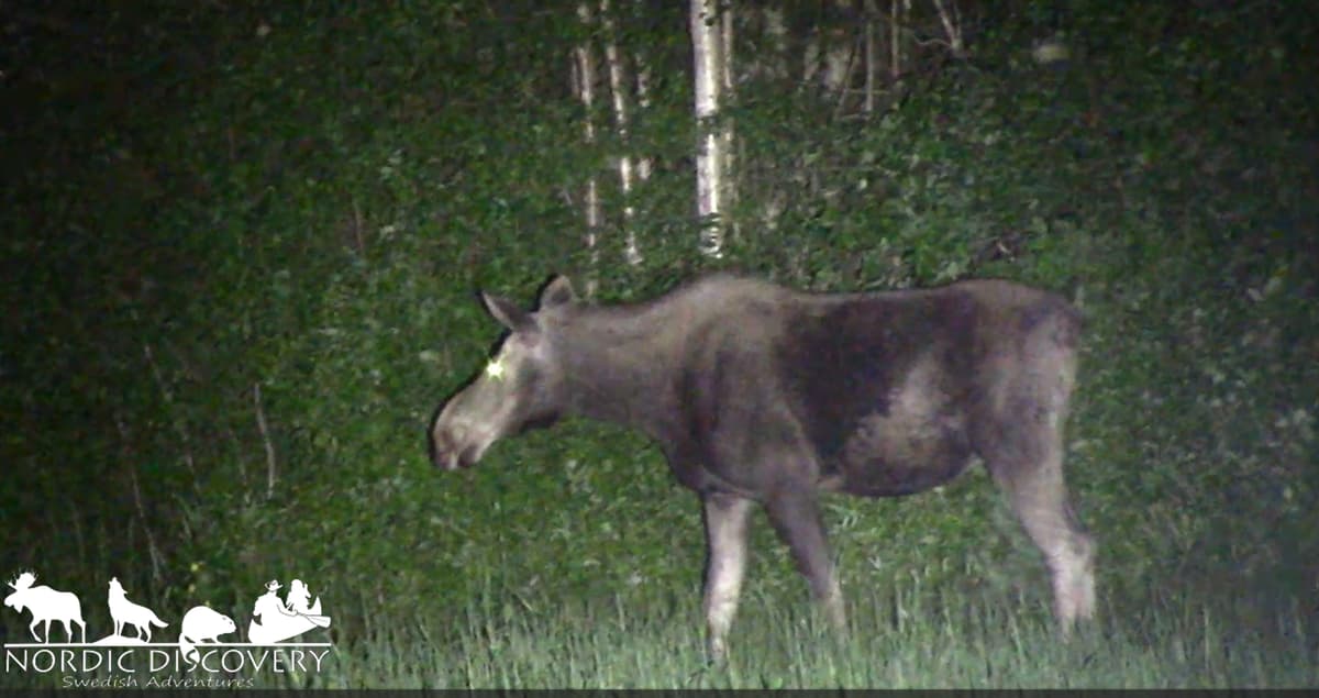Successful safari, we could observe moose at different spots throughout the whole tour