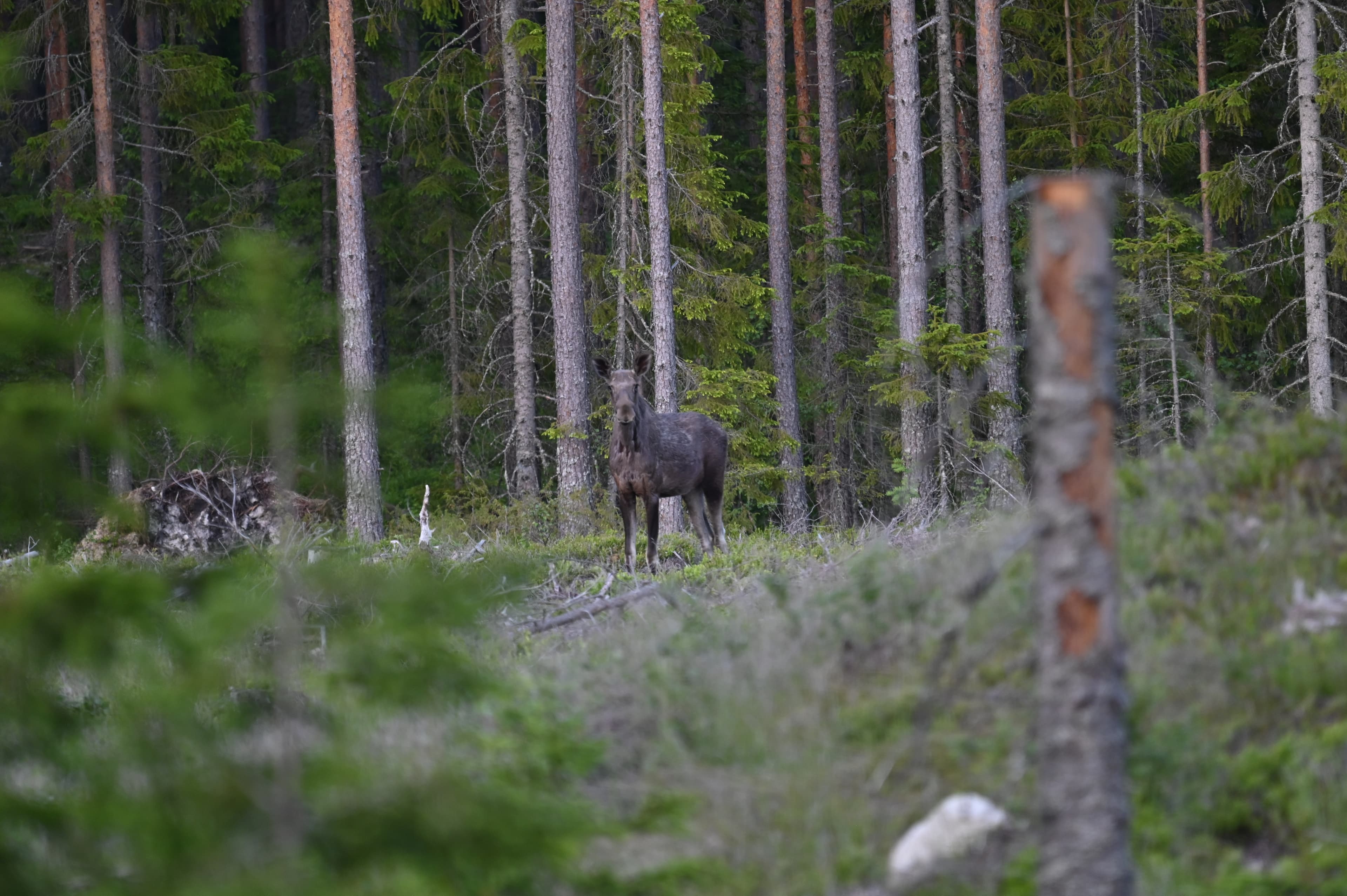 Moose Safari