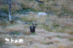 mooseSafari Tuesday, 29 July 2025