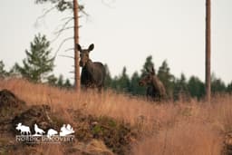 mooseSafari Monday, 20 July 2026
