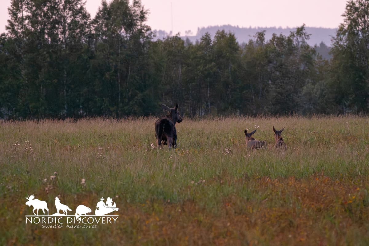 Moose Safari