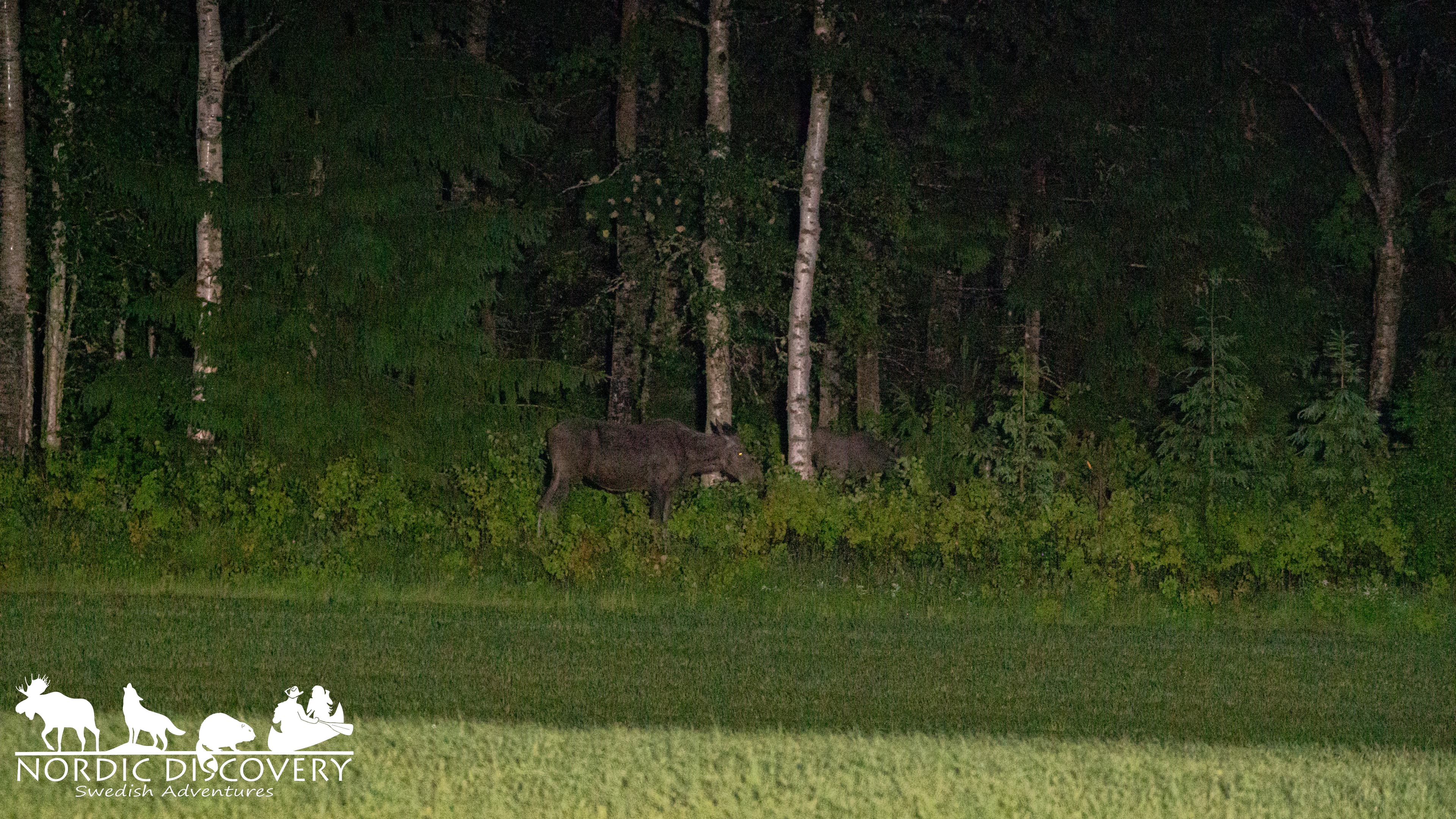 Moose Safari