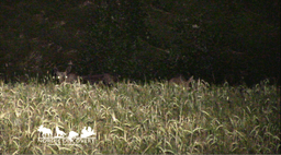 mooseSafari Monday, 28 July 2025