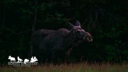 mooseSafari Saturday, 06 June 2026