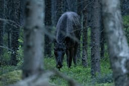 mooseSafari Tuesday, 19 May 2026