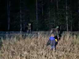mooseSafari Friday, 25 April 2025