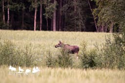 mooseSafari Sunday, 19 July 2026