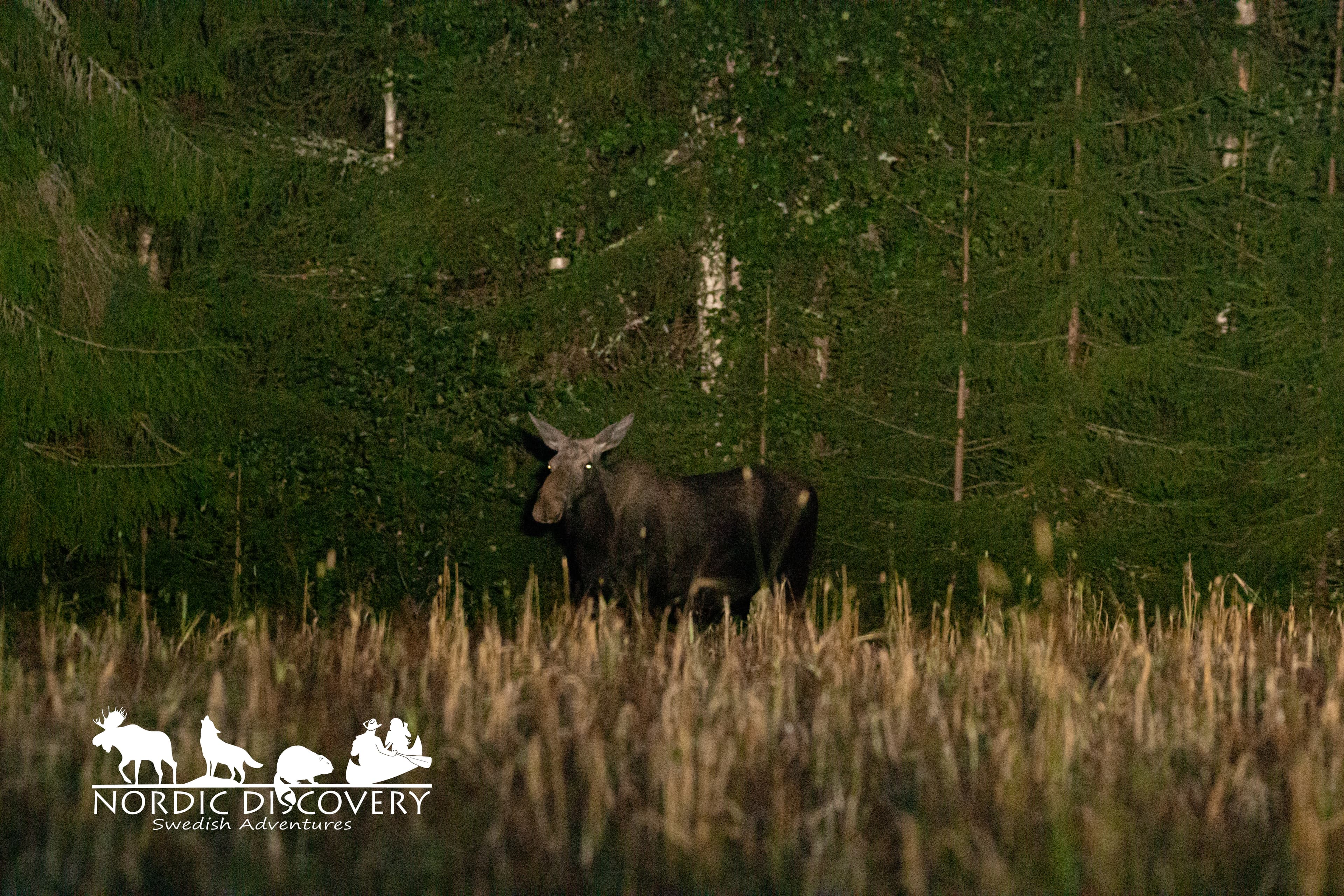 Moose Safari