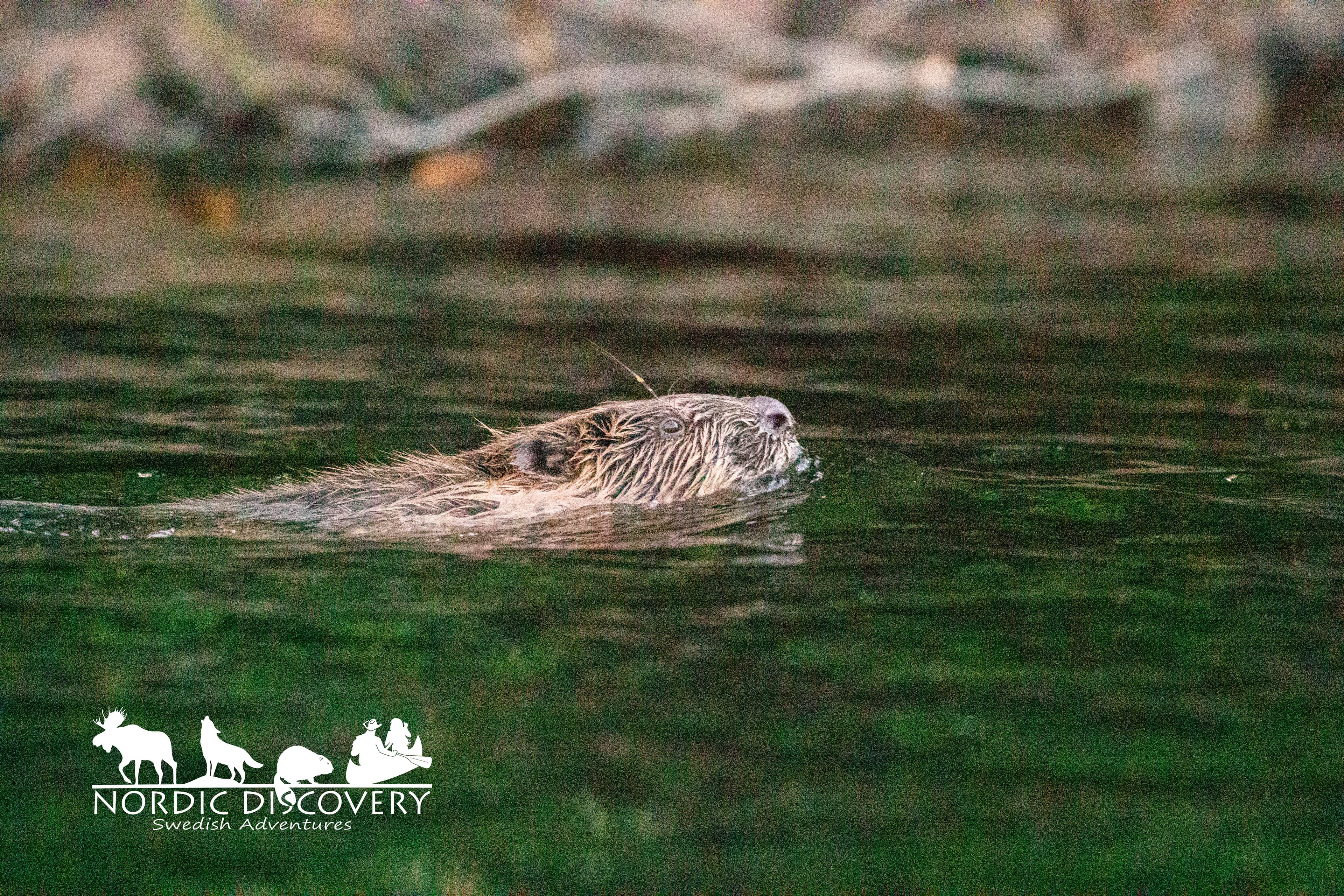 Beaver Safari