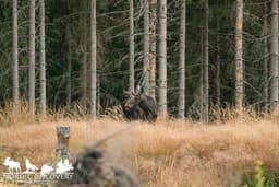 mooseSafari Sunday, 27 July 2025