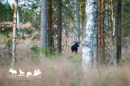 mooseSafari Monday, 27 July 2026