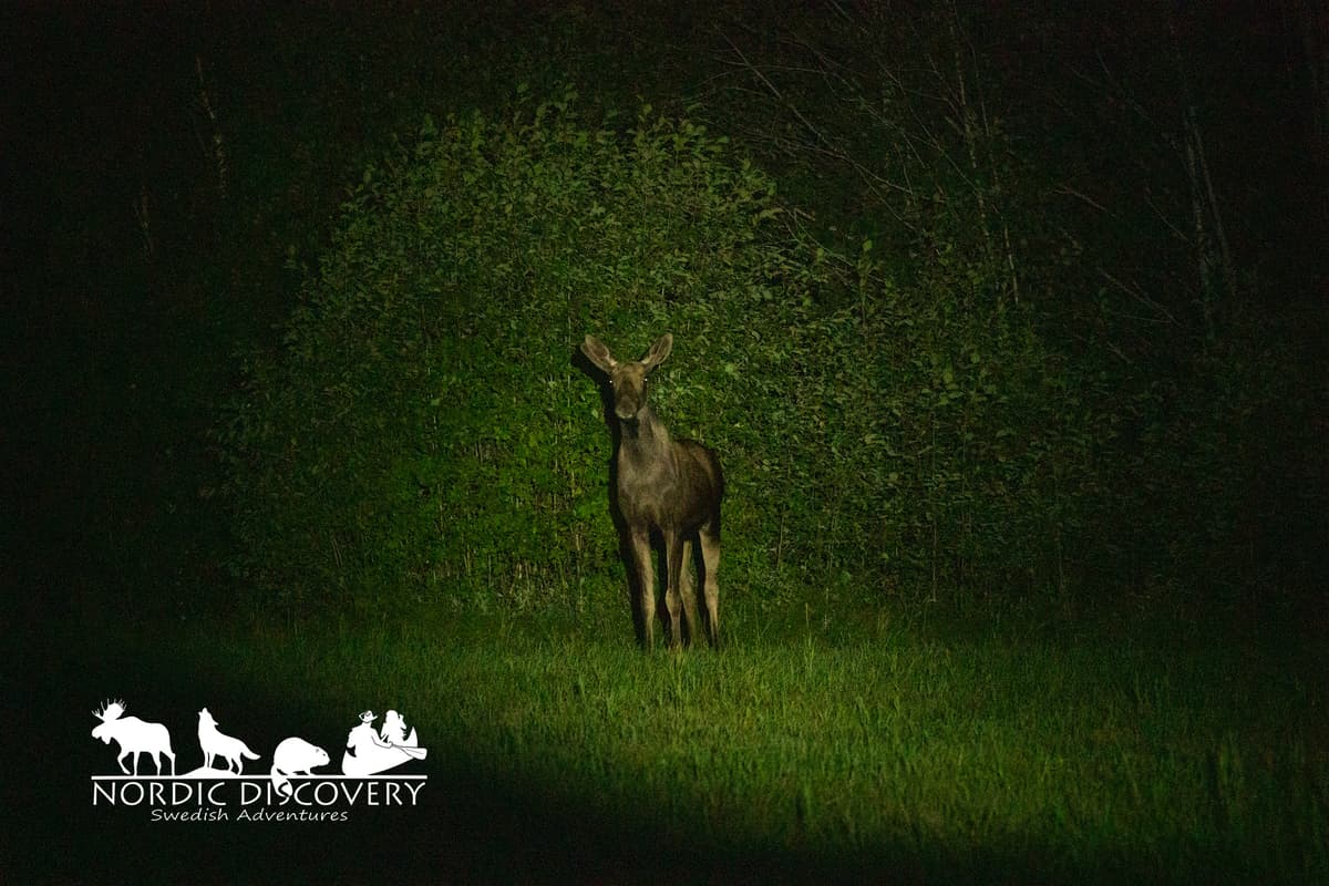 We saw two moose in the beginning that we could barely glimse inbetwheen the trees. Then we had a one year old jumping trying to get rid of insects. When it had gotten dark we had 5 more on a field, and shortlyu after the highlight of two big bulls running across the field verry close to the car. In the end we had three more moose as a bonus.  