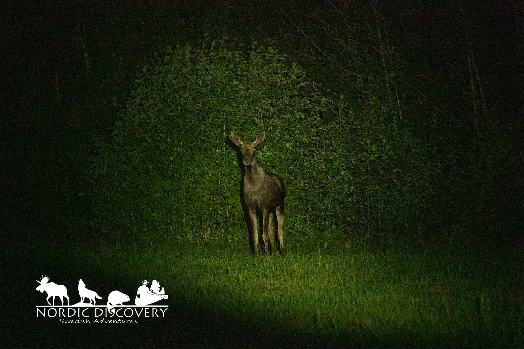 Moose Safari