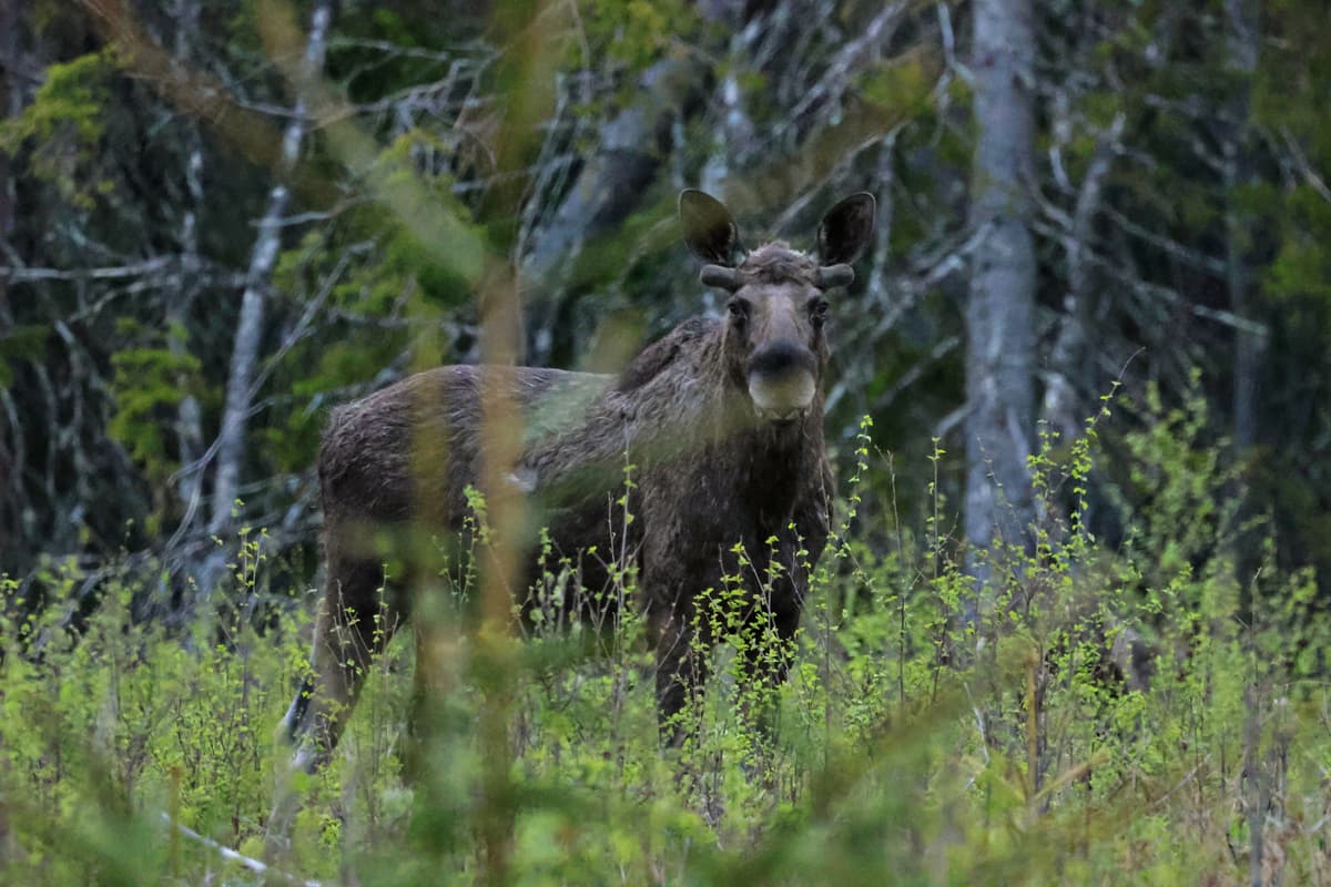 Success on the moose safari today! We had close encounters that lasted a good while.