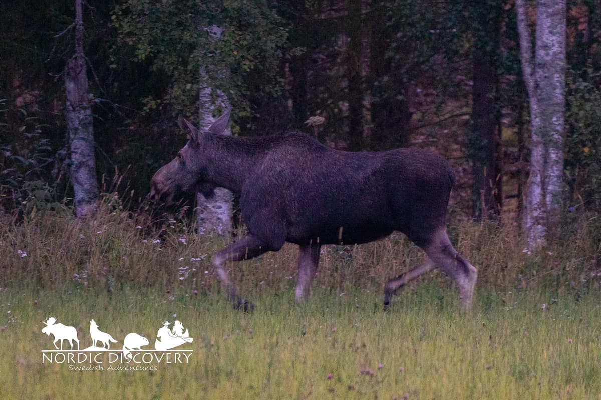 Moose Safari