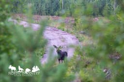 mooseSafari Saturday, 26 July 2025
