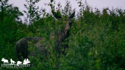 mooseSafari Wednesday, 17 June 2026