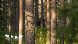 mooseSafari Sunday, 24 May 2026