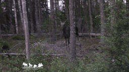 mooseSafari Wednesday, 30 July 2025