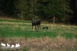 mooseSafari Friday, 25 April 2025