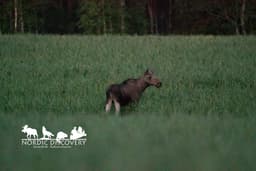 mooseSafari Monday, 27 July 2026