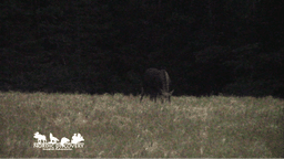 mooseSafari Monday, 28 July 2025