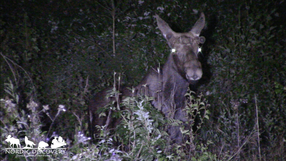 We saw the first moose in good daylight and could also observe two young, curious and playful bulls close to the car