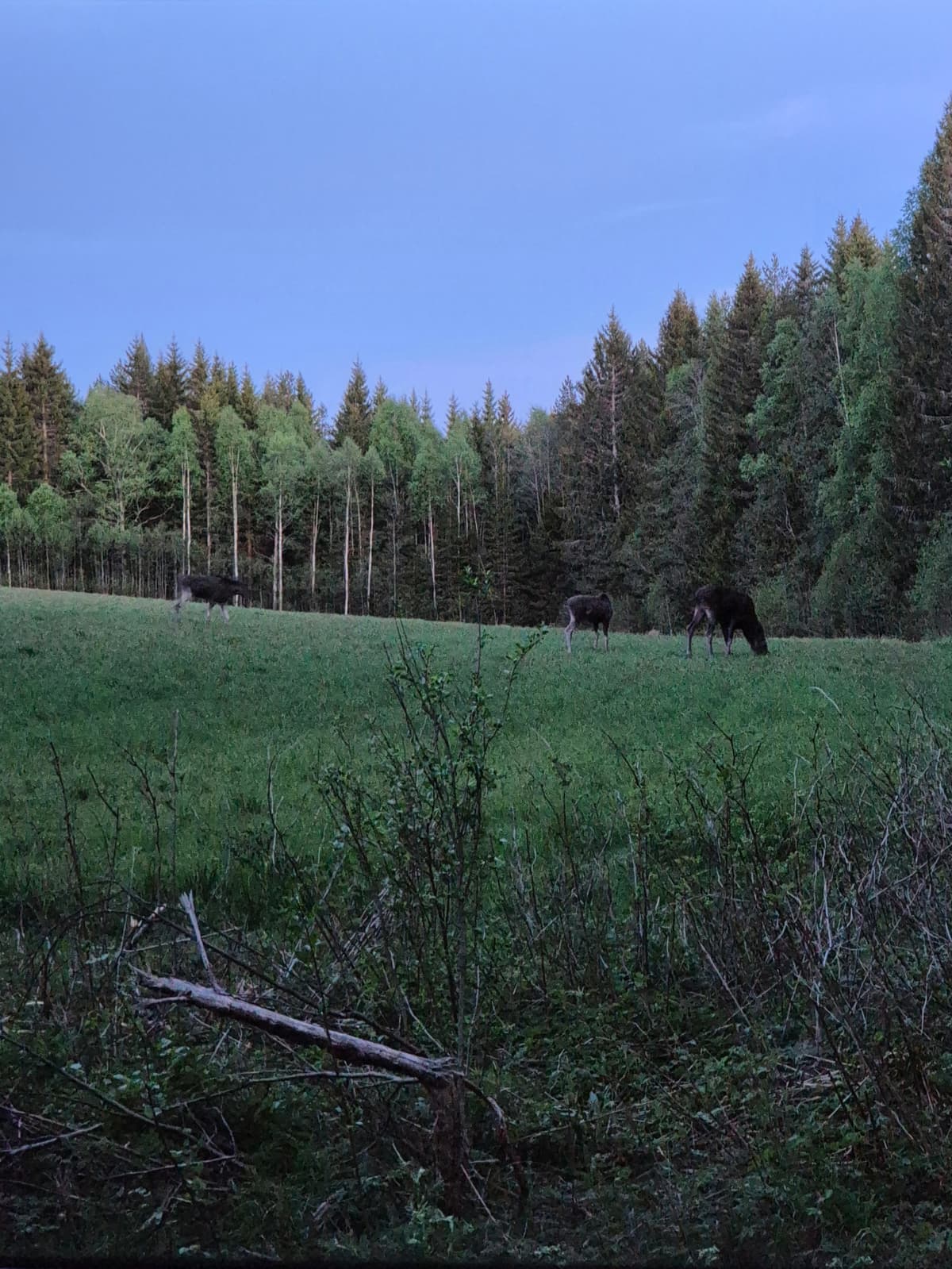 Moose Safari