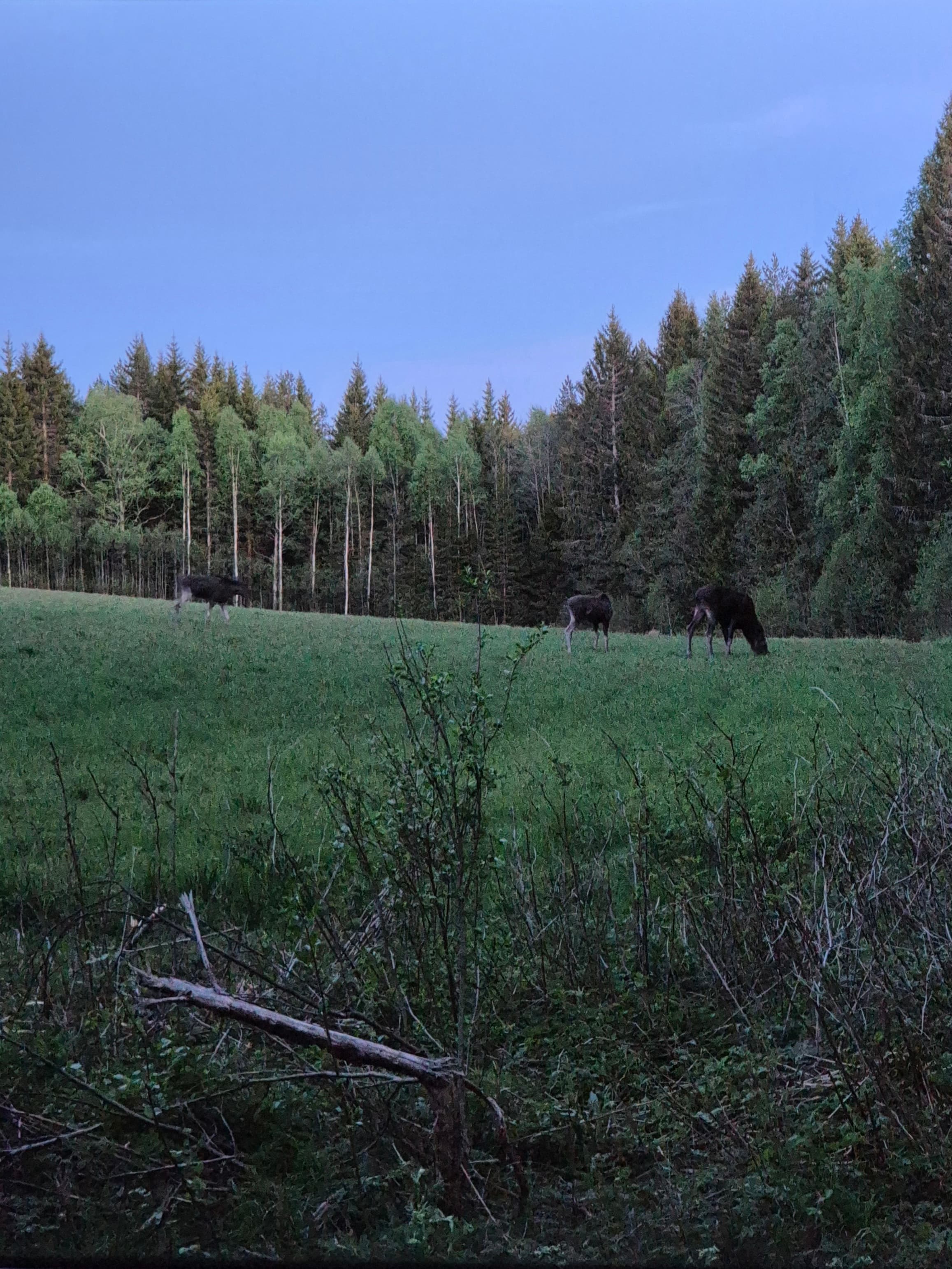 Moose Safari