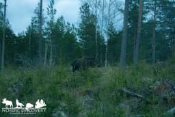 mooseSafari Tuesday, 29 April 2025