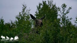 mooseSafari Wednesday, 17 June 2026
