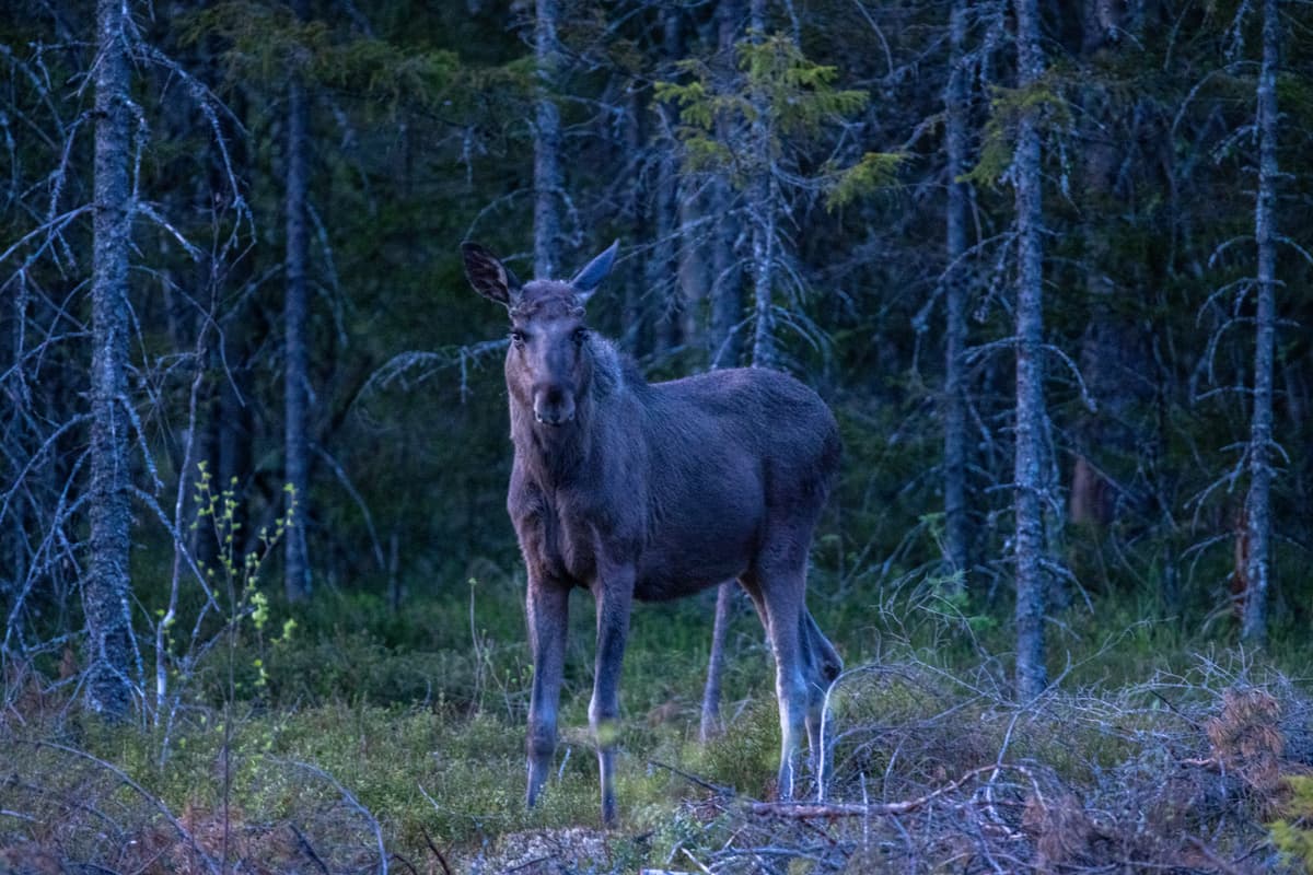 Moose Safari