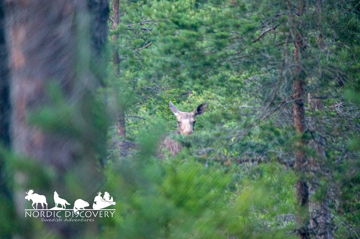 Moose Safari