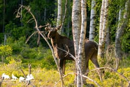mooseSafari Friday, 13 June 2025