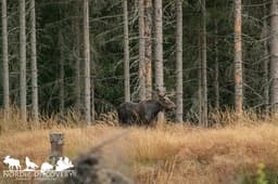 mooseSafari Sunday, 27 July 2025