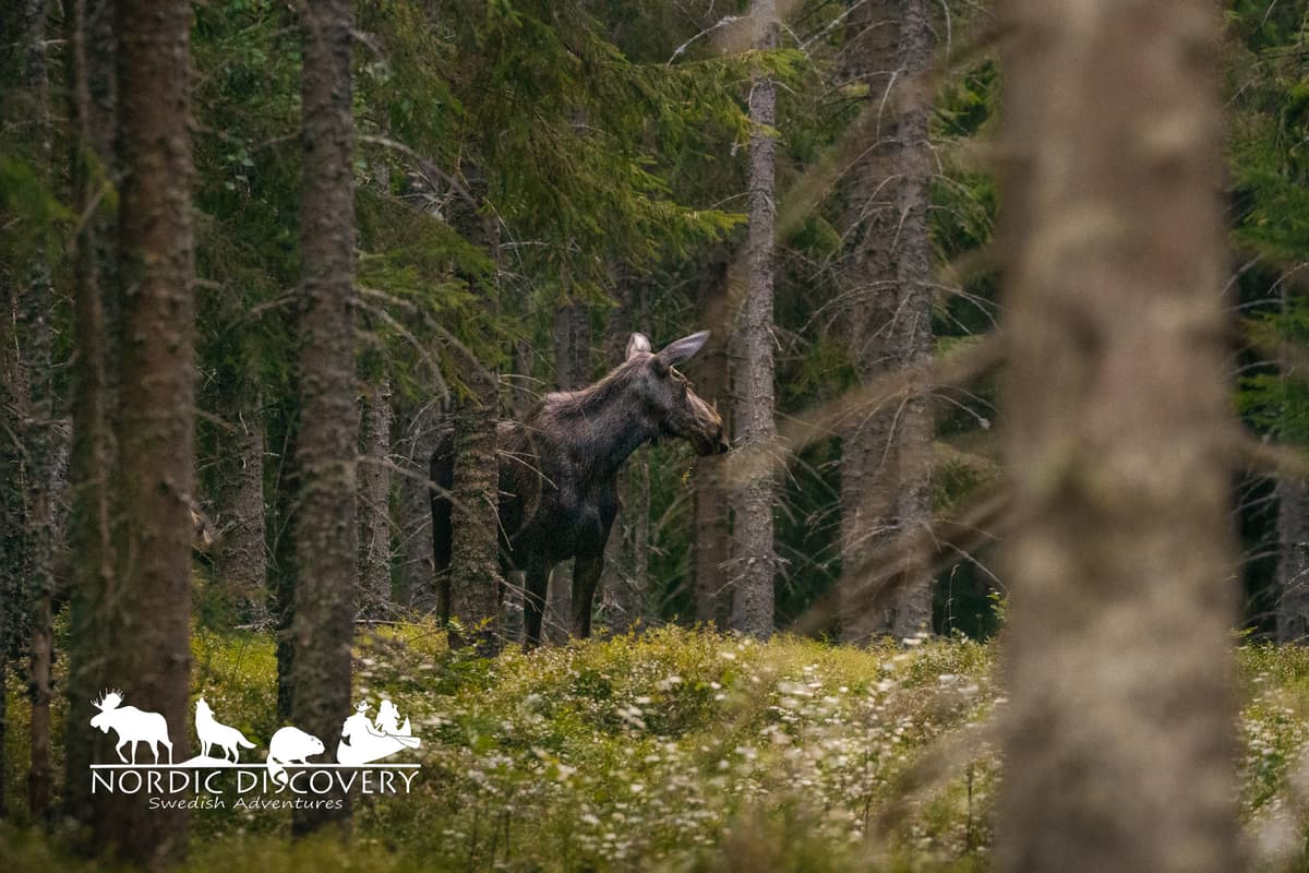 Moose Safari