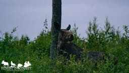 mooseSafari Wednesday, 17 June 2026